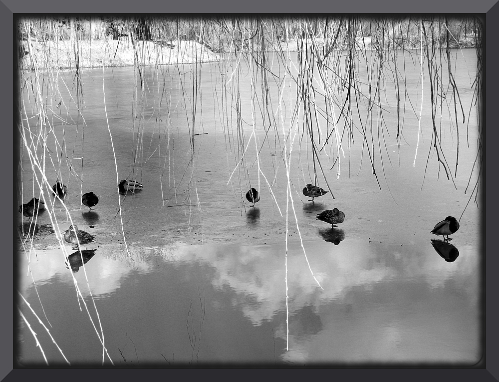 Die "letzten" Eisenten...