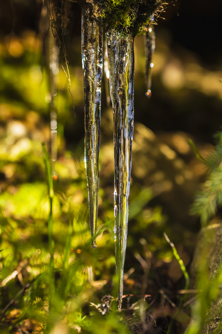 Die letzten Eiszapfen