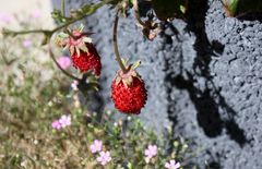 die letzten Erdbeeren