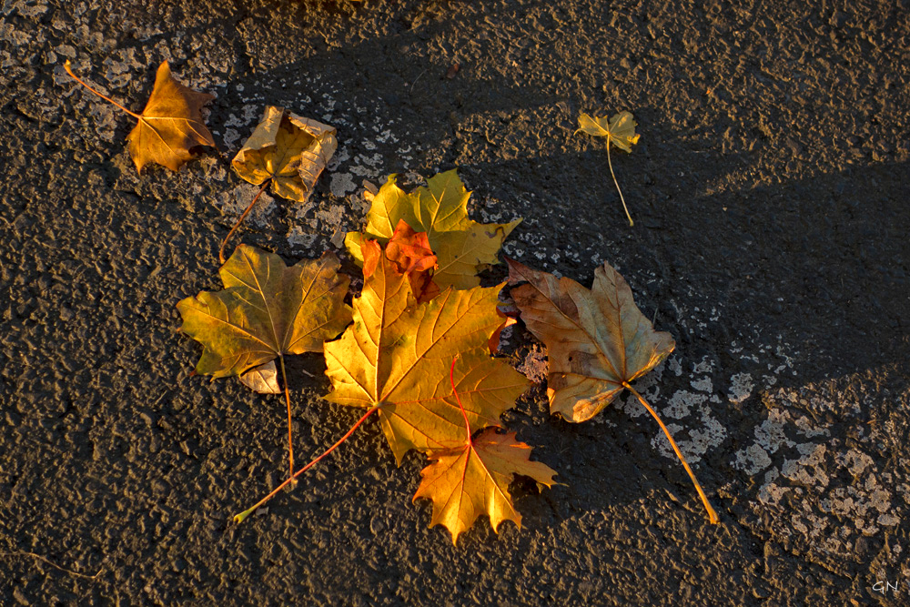 Die letzten fallen auf den Asphalt