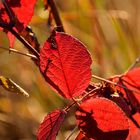 Die letzten Farben