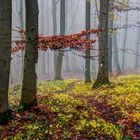 Die letzten Farben bevor der Schnee alles bedeckt