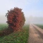 Die letzten Farben des Herbstes im Morgennebel