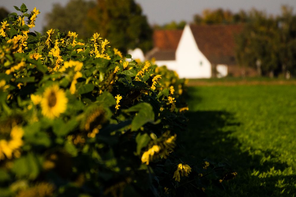 Die letzten Farben des Jahres 2