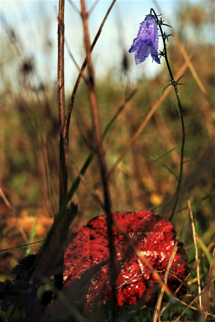 die letzten Farben im Herbst