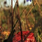 die letzten Farben im Herbst