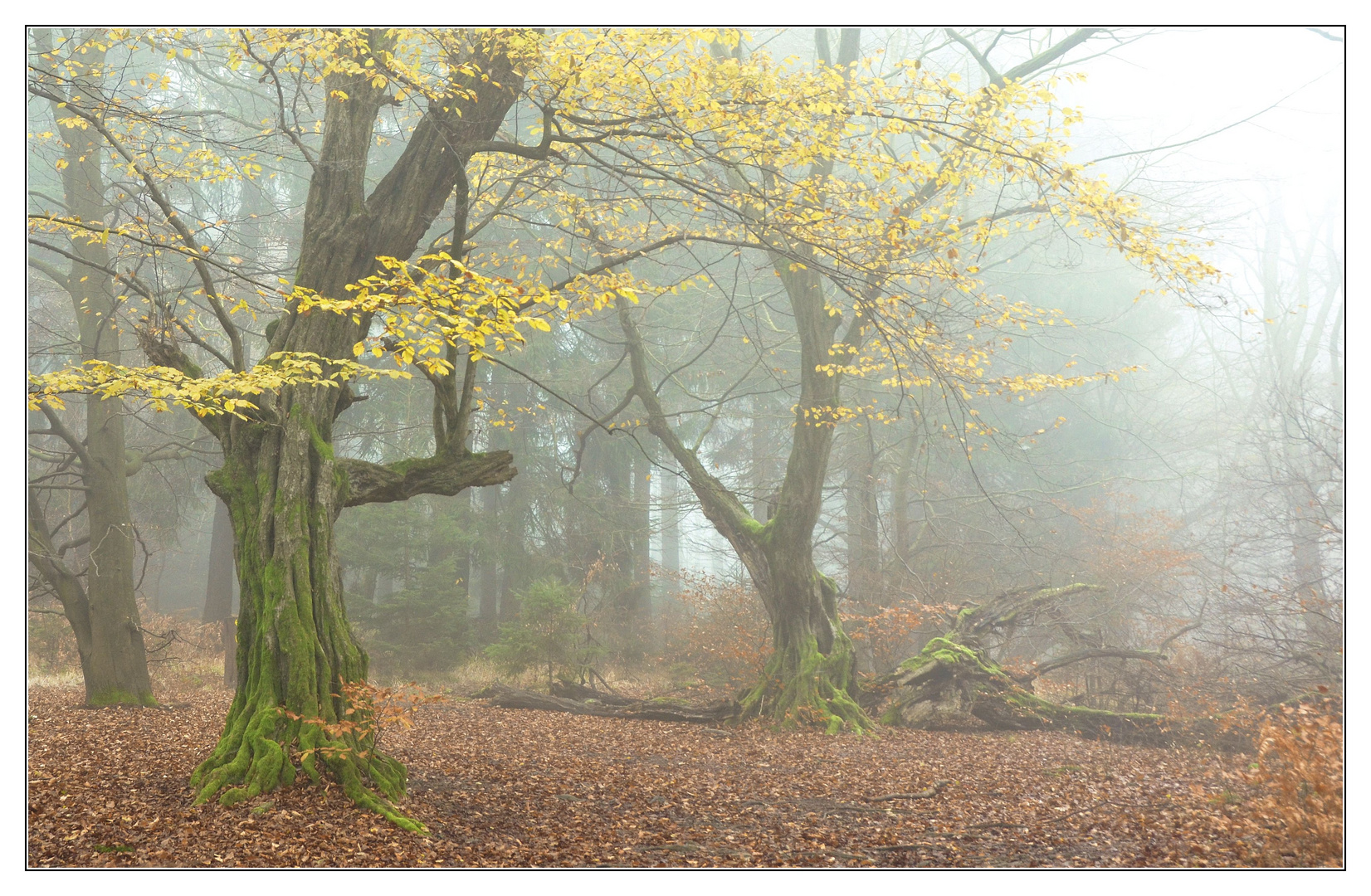 Die letzten Farben im Nebelwald