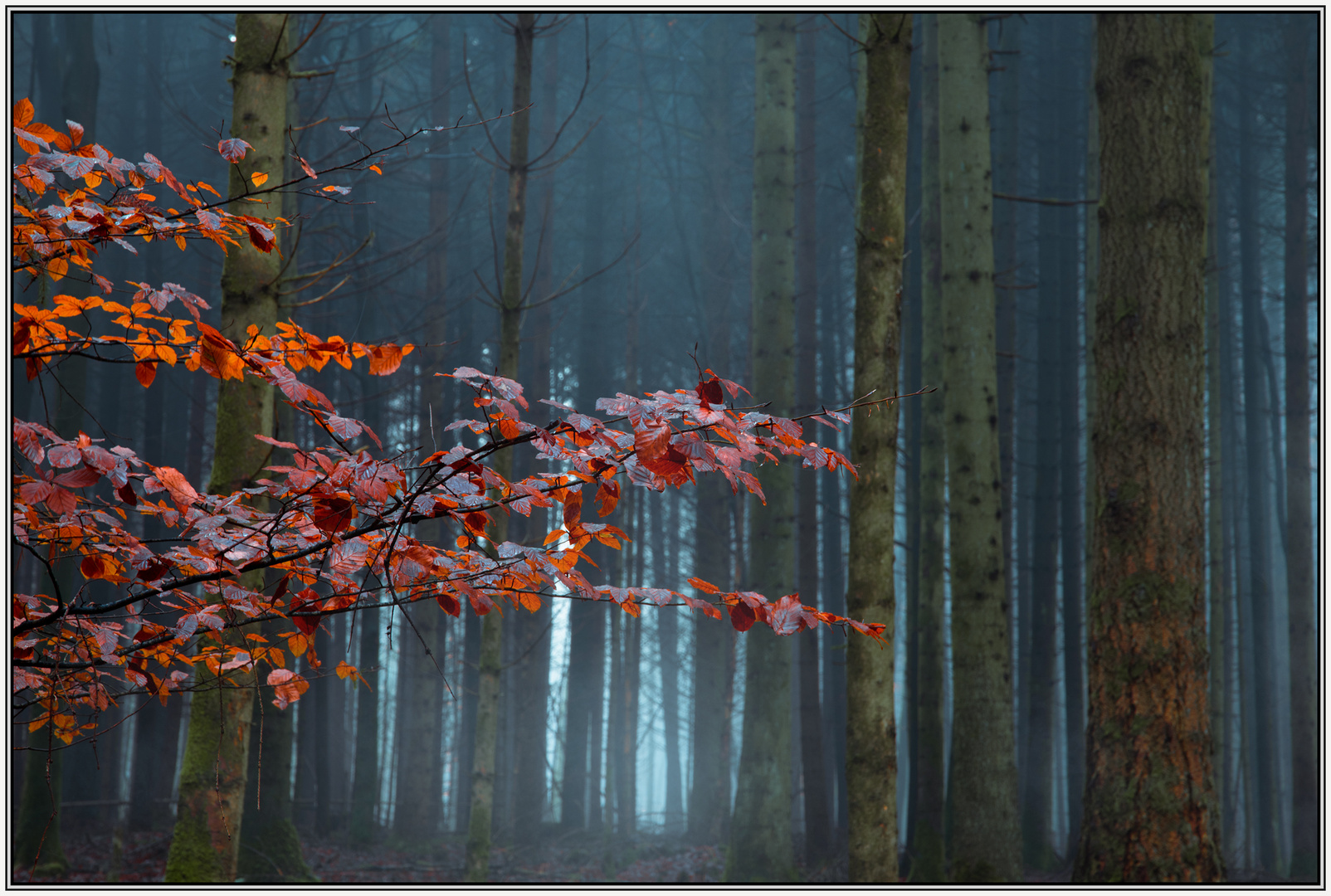 die letzten farben im wald