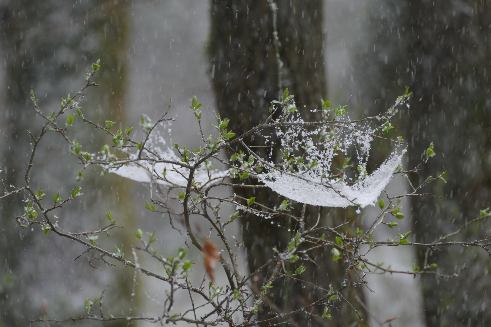 Die letzten Flocken