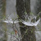 Die letzten Flocken