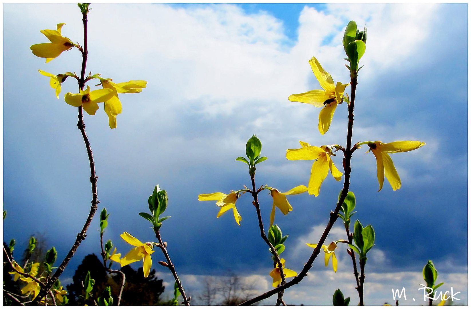 Die letzten Forsythienblüten in diesem Jahr 2024