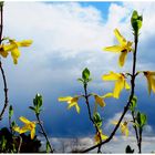 Die letzten Forsythienblüten in diesem Jahr 2024