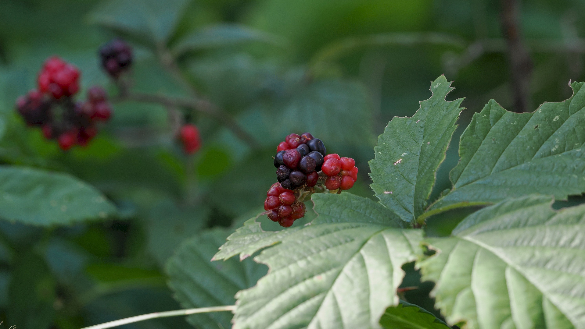 Die letzten Früchte im Garten!