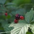 Die letzten Früchte im Garten!