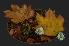 DIE LETZTEN GÄNSEBLÜMCHEN