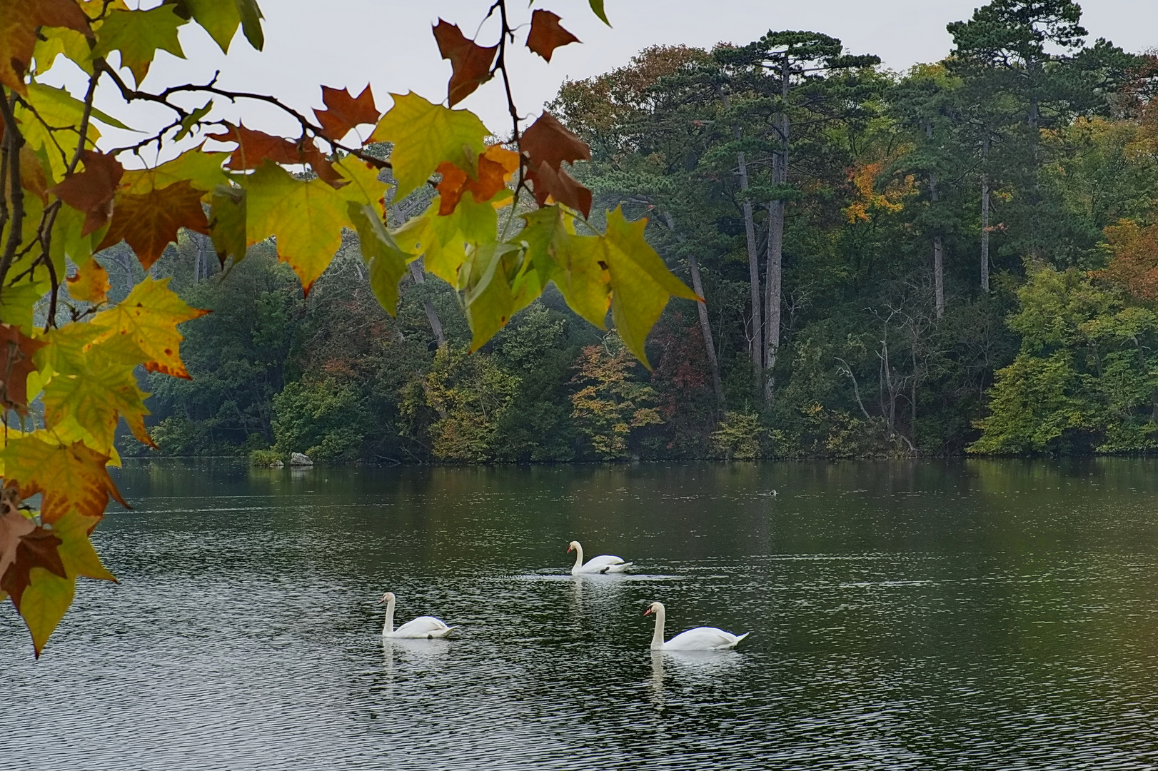 Die letzten Gäste im herbstlichen Parkteich