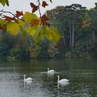 Die letzten Gäste im herbstlichen Parkteich