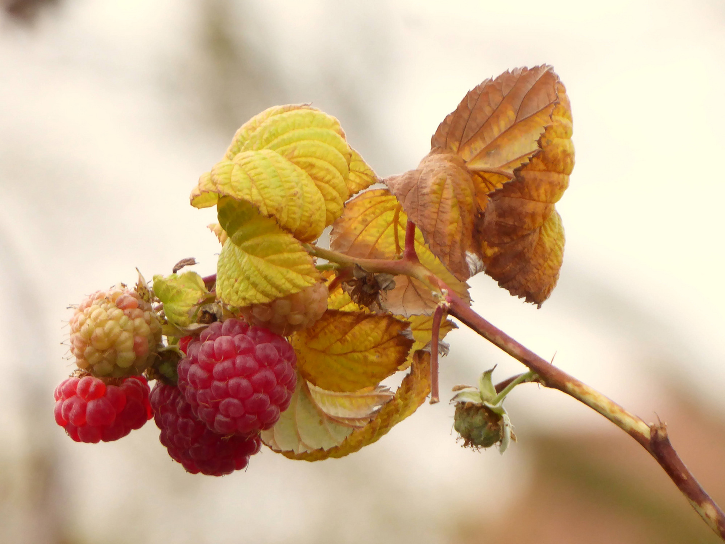 die letzten Gartenfrüchte