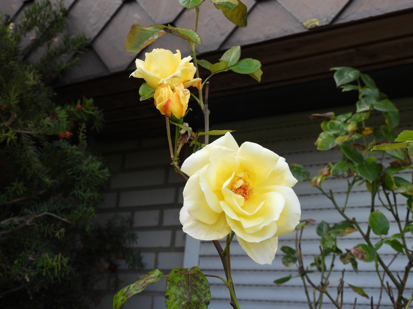 Die letzten  gelben Rosenblüten 