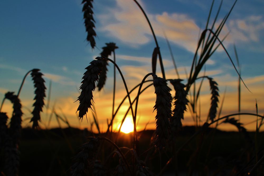 Die letzten Getreidehalme im Sonnenuntergang