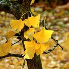 Die letzten Ginkgoblätter. 