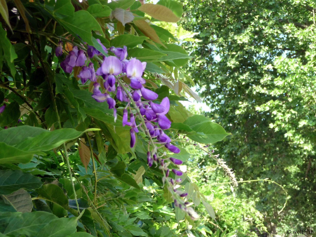 Die letzten Glyzinienblüten am Theater