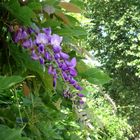 Die letzten Glyzinienblüten am Theater