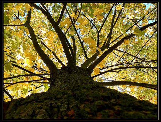 Die letzten goldenen Tage.