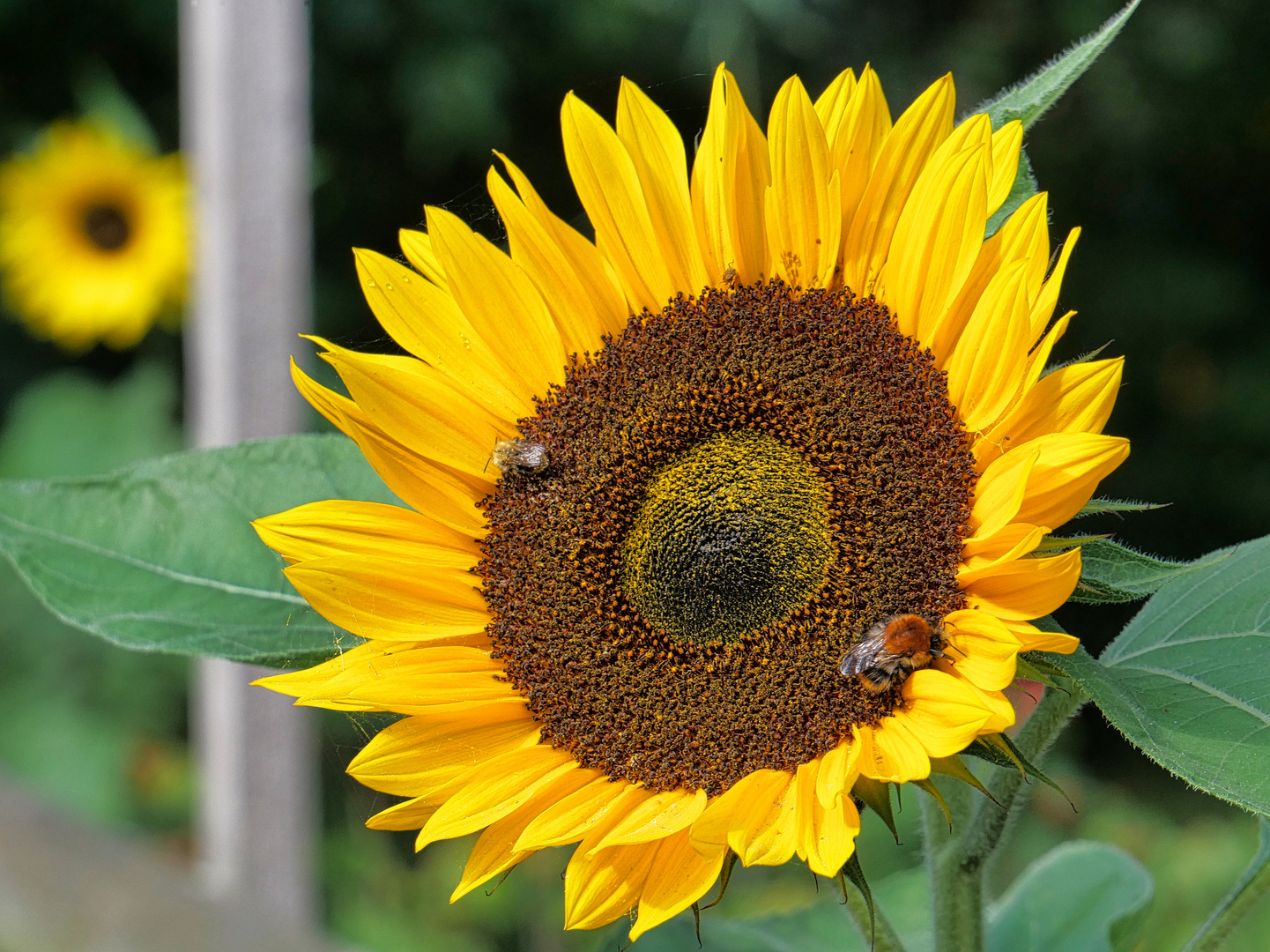 Die letzten Grüße des Sommers