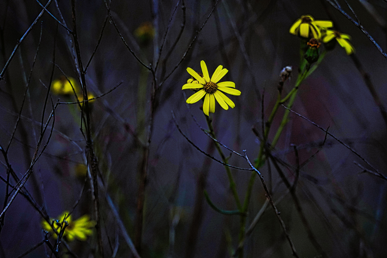 die letzten Hebstblüten