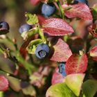 Die letzten Heidelbeeren