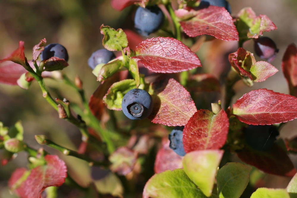 Die letzten Heidelbeeren