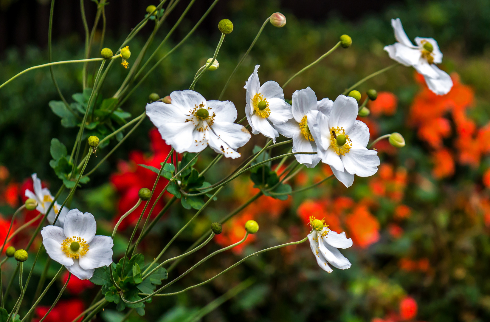 Die letzten Herbst-Anemonen