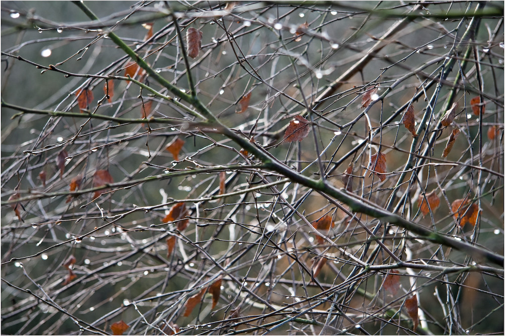 DIE LETZTEN HERBSTBLÄTTER