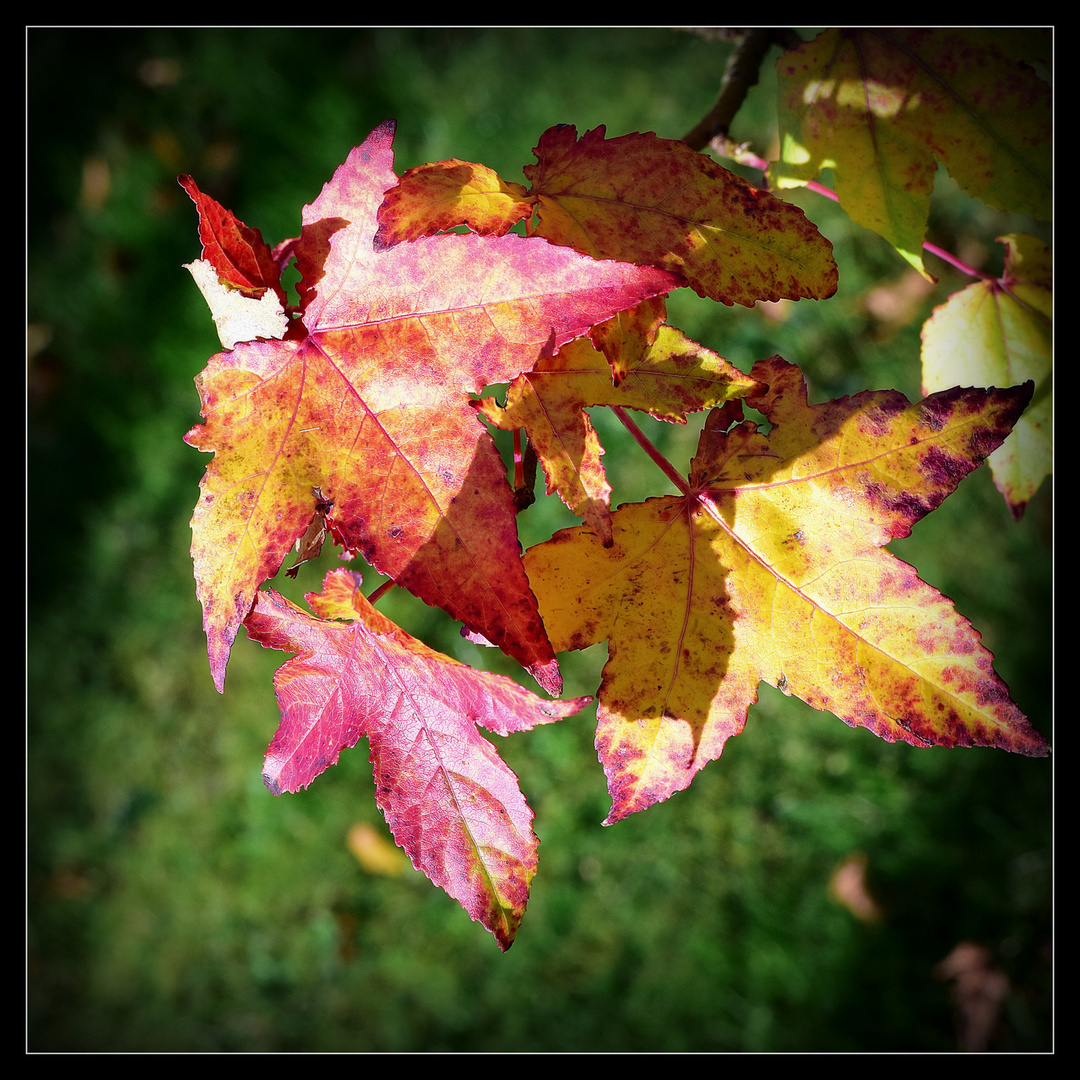 Die letzten Herbstblätter für dieses Jahr....