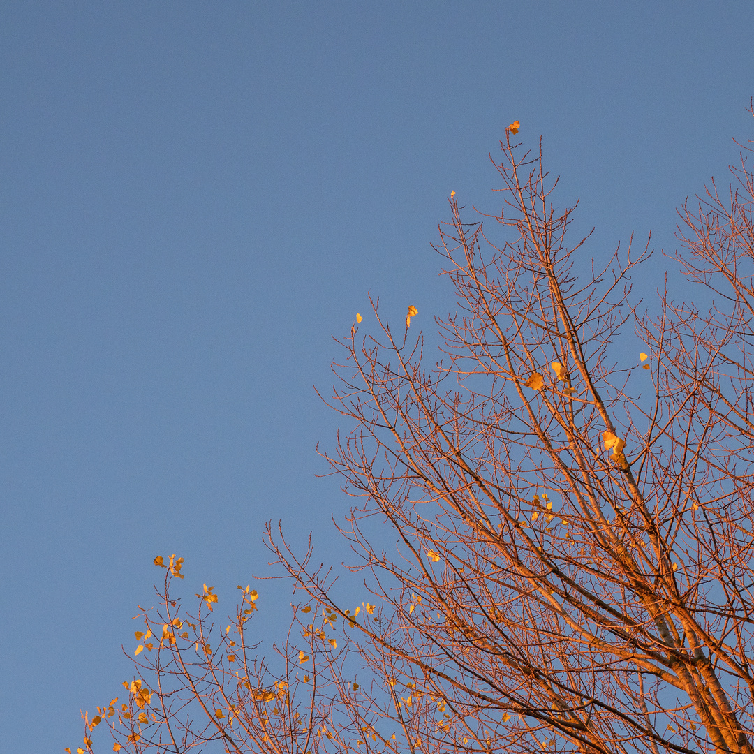 Die letzten Herbstblätter in Rostock