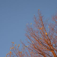 Die letzten Herbstblätter in Rostock