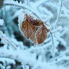 die letzten Herbstblätter vom starken Frost umhüllt