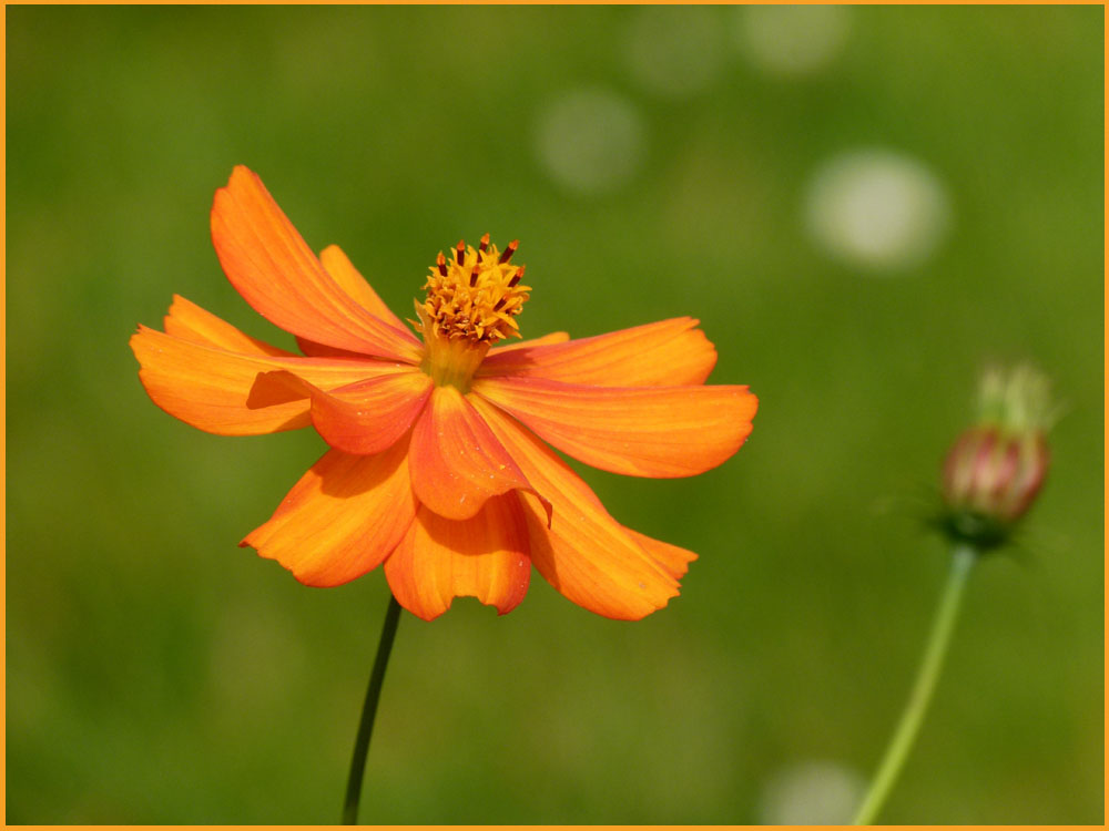 Die letzten Herbstblüten