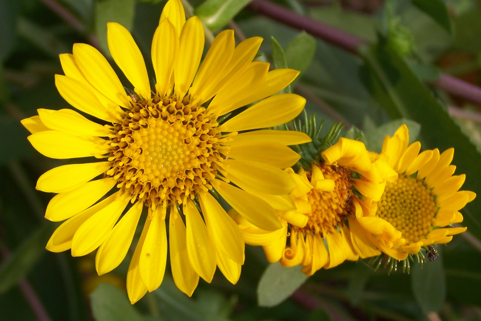 Die letzten Herbstblumen