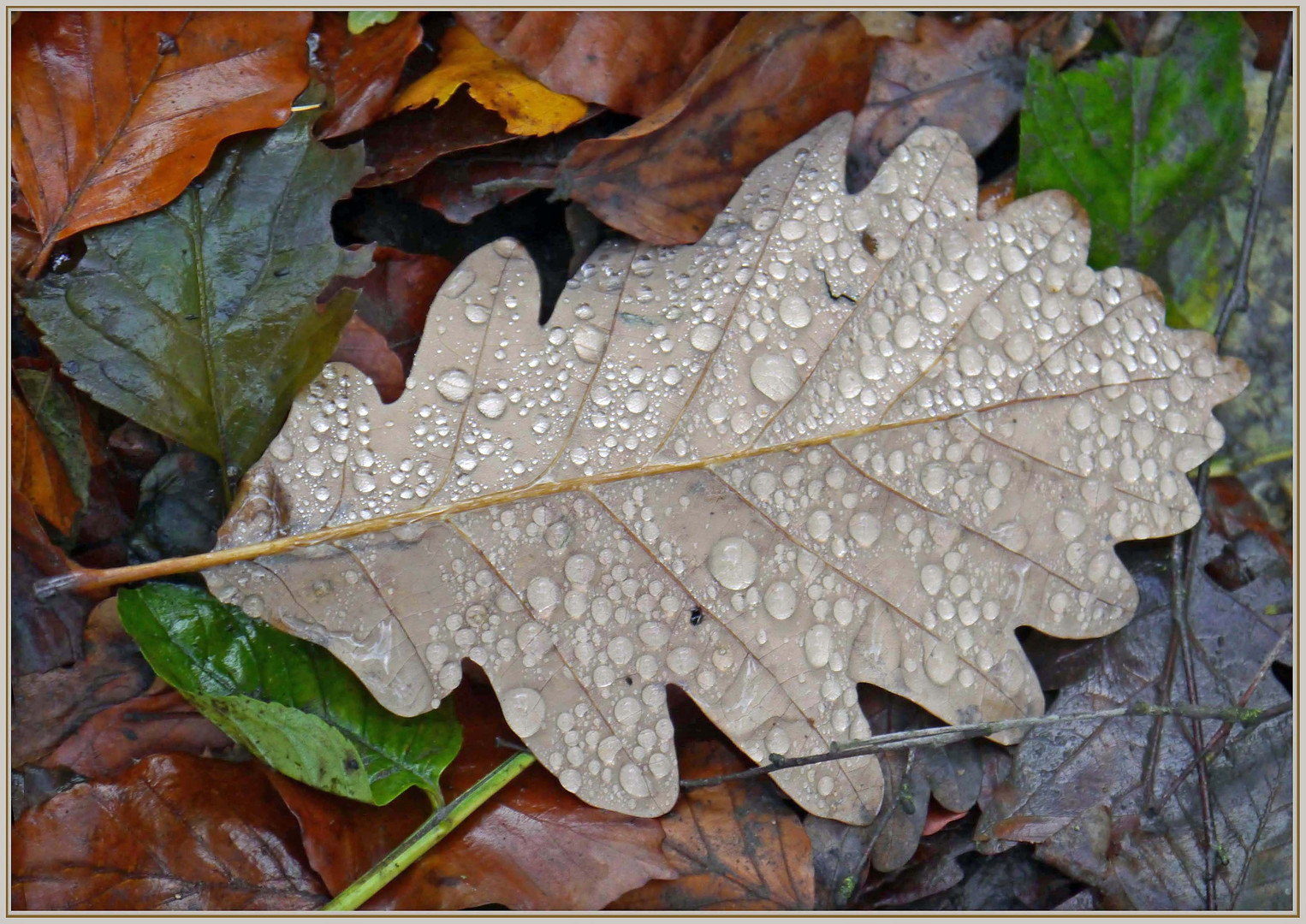 Die letzten Herbstboten