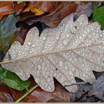 Die letzten Herbstboten