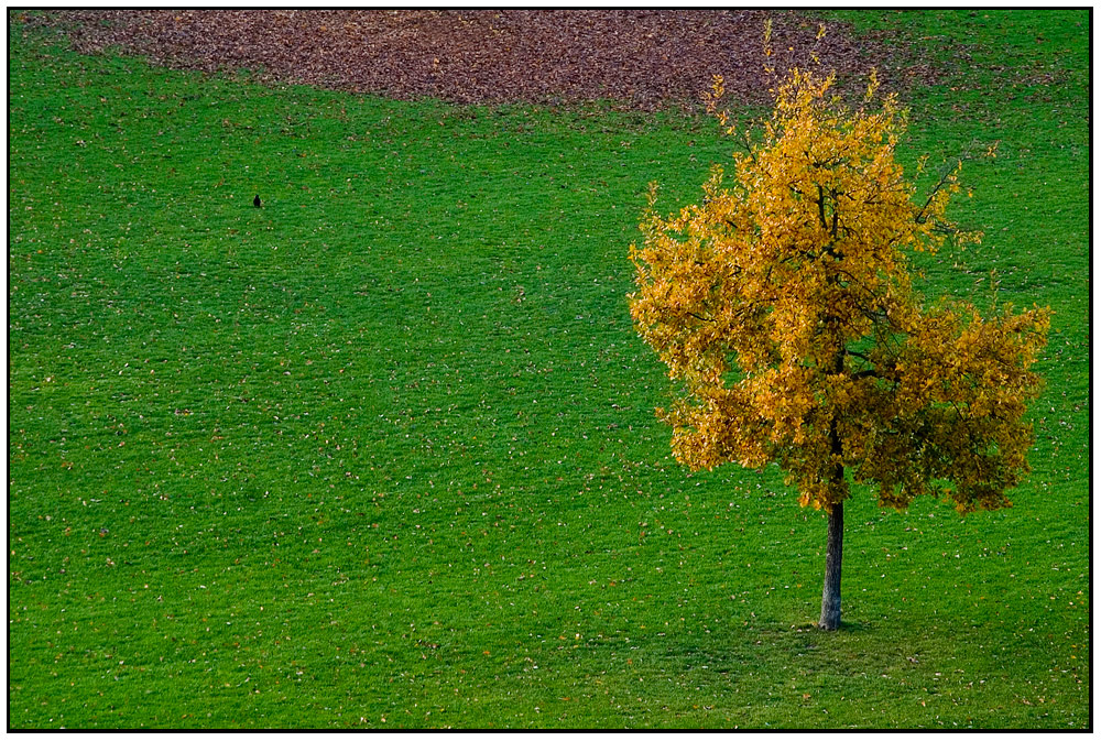 die letzten Herbstfarben