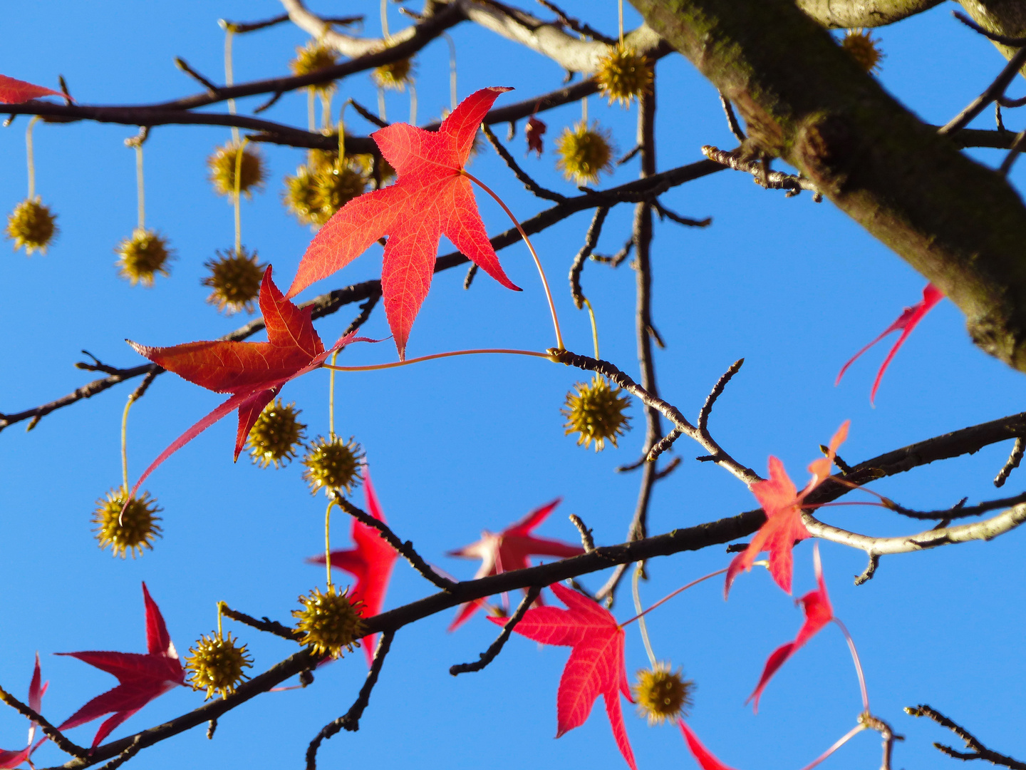 Die letzten Herbstfarben 