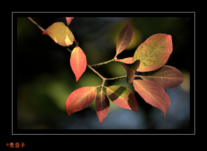 Die letzten Herbstfarben...