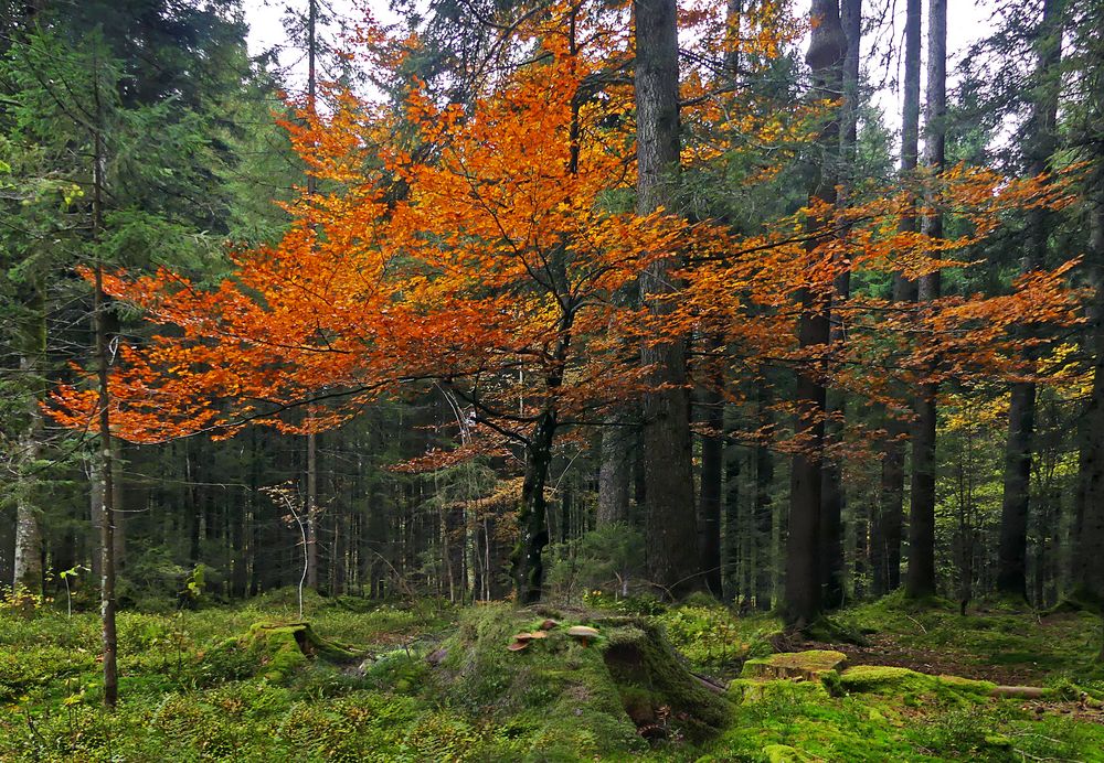 Die letzten Herbstfarben