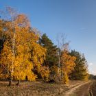 Die letzten Herbstfarben