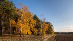 Die letzten Herbstfarben