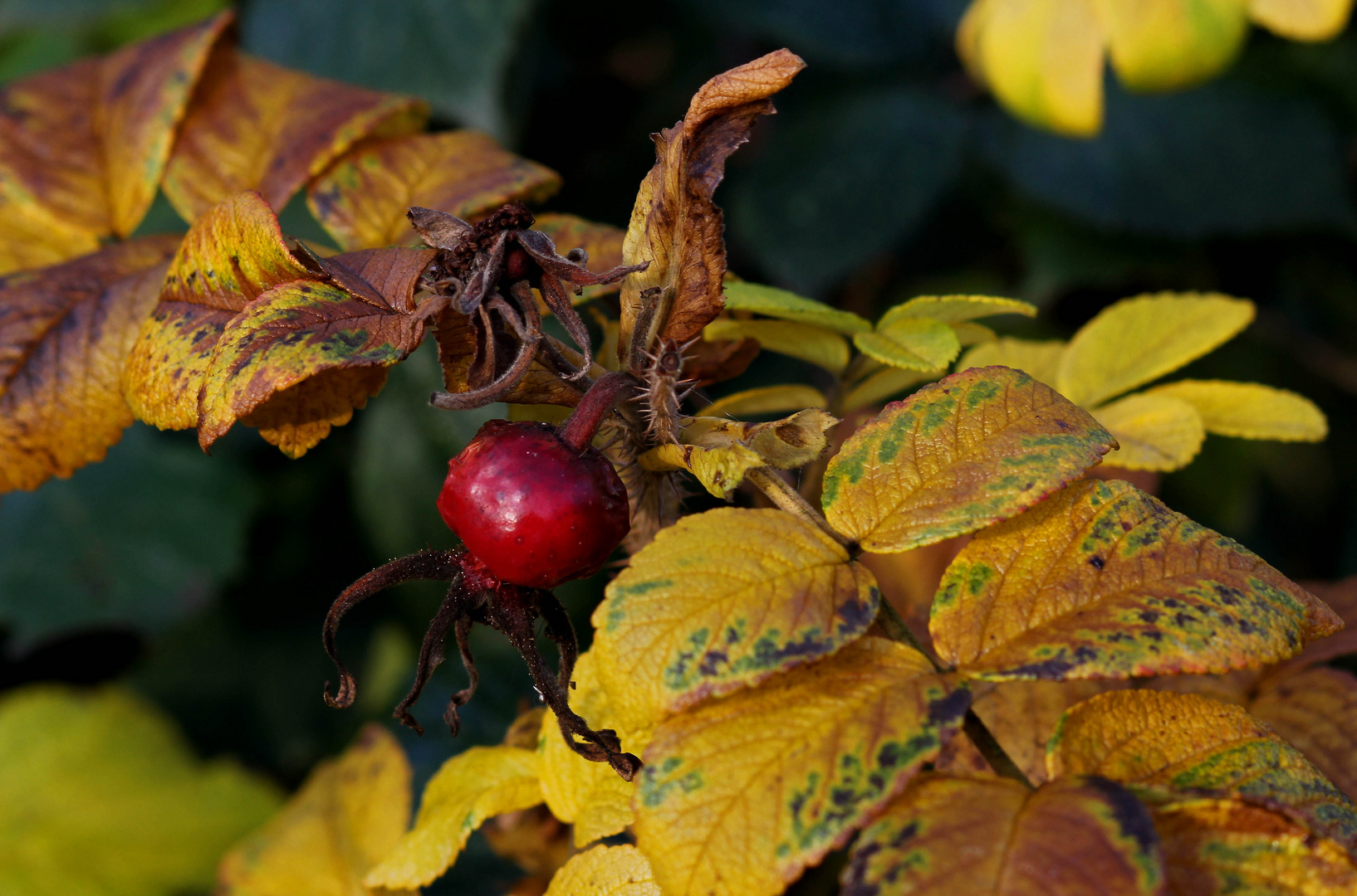 ...die letzten Herbstfarben