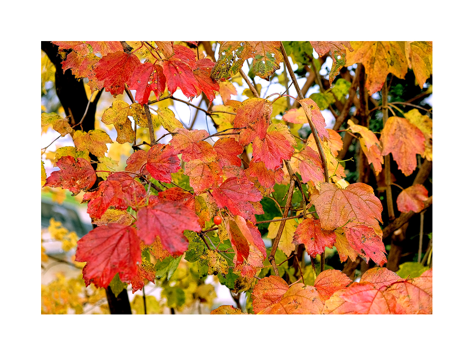 Die letzten Herbstfarben